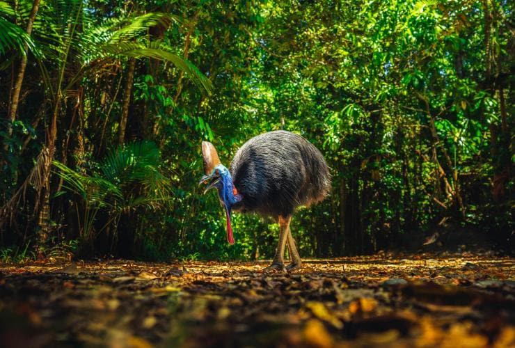 A wild, flightless bird with a blue face called a Cassowary foraging on the floor of the Daintree Rainforest, Queensland © Tourism and Events Queensland