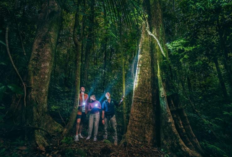 Two people standing in the rainforest at night with a tour guide from FNQ Nature Tours while pointing torches up towards a tree, Daintree Rainforest, Queensland © Tourism and Events Queensland