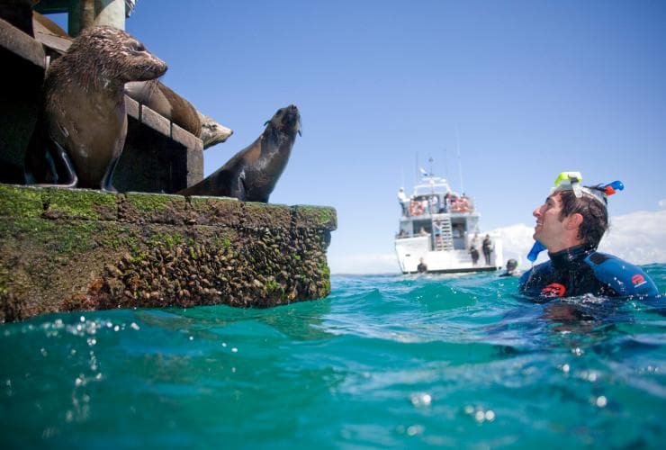 A person swimming with their hed above water, smiling at seals sitting on a nearby platform during a tour with Moonraker Dolphin Swim, Mornington Peninsula, Victoria © Visit Victoria