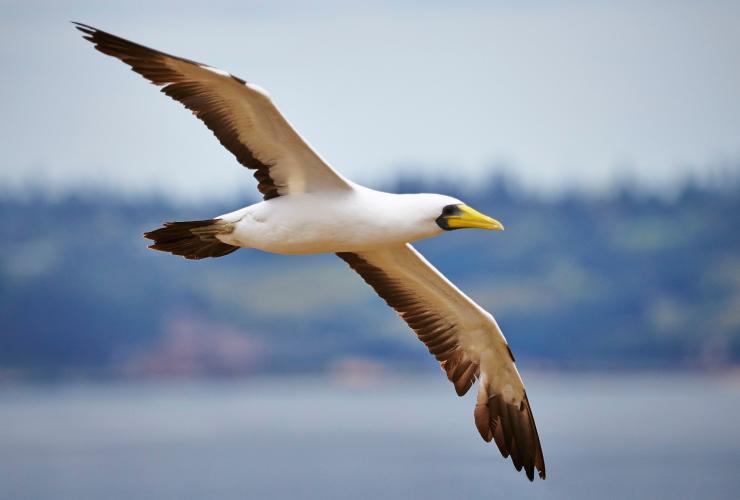 A masked booby bird flying with its brown and white wings outstretched over the ocean near Norfolk Island © Norfolk Island Tourism
