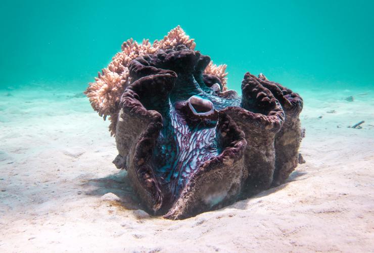 A Giant Clam below the water on a white sandy patch of the Great Barrier Reef, Queensland © Jemma Craig/Tourism and Events Queensland