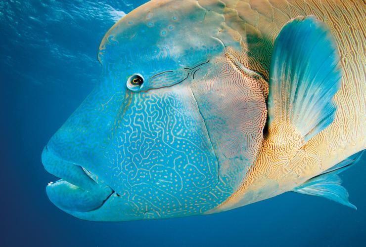Close up of a blue and gold patterned Maori wrasse at Turtle Bay, Dark Reef, Great Barrier Reef, Queensland © Tourism and Events Queensland