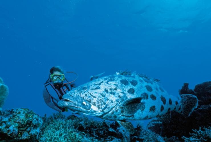 A scuba diver swimming beside a potato cod near Cairns, Great Barrier Reef, Queensland © Tourism and Events Queensland