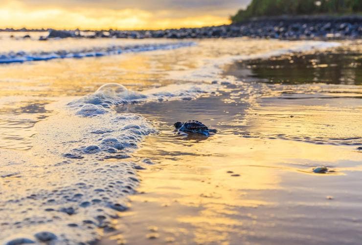 A tiny baby turtle making its way into the ocean during sunset at Mon Repos, Bundaberg, Queensland © Jewels Lynch/Tourism and Events Queensland