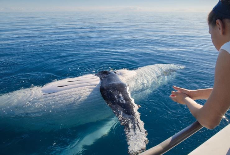 A woman leaning over the edge of a boat as a large humpback whale swims by on its back during a whale watching tour in Hervey Bay, Queensland © Tourism and Events Queensland