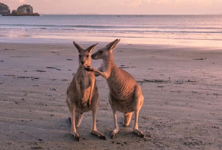 Two wallabies standing together on the beach at sunrise in Cape Hillsborough, Mackay, Queensland © Tourism and Events Queensland