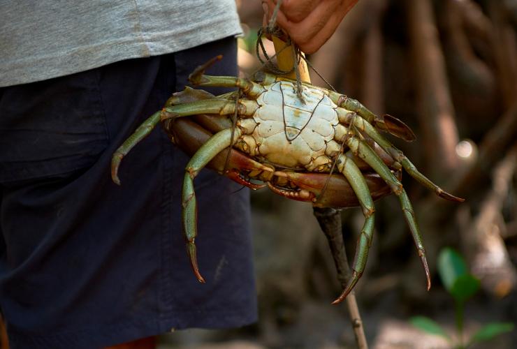 A person standing outside among trees holding a large mudcrab in their hand during a tour with Walkabout Cultural Adventures, Daintree Rainforest, Queensland © Tourism and Events Queensland