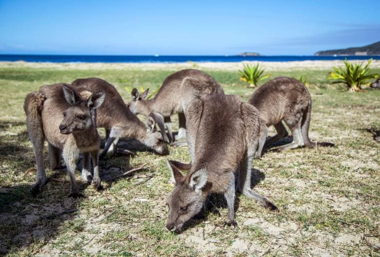 A group of kangaroos standing on the grass beside the sand and ocean at Pebbly Beach, Murramarang National Park, New South Wales © Tourism Australia