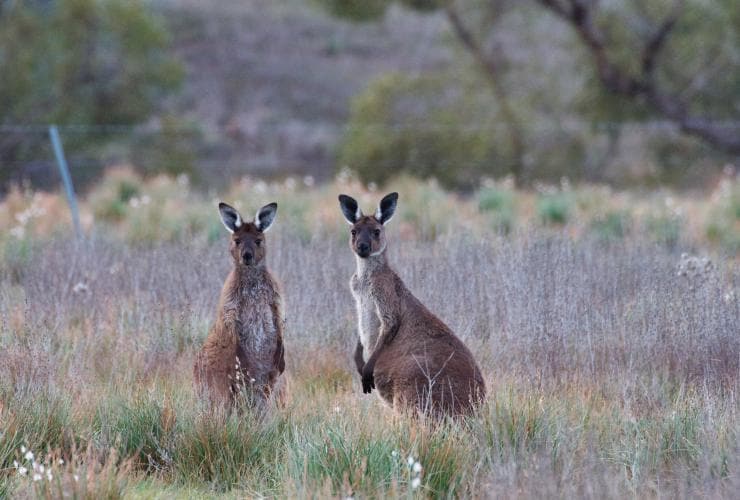 Two kangaroos standing among the grass along the Arkaba Walk, Flinders Ranges, South Australia © Wild Bush Luxury