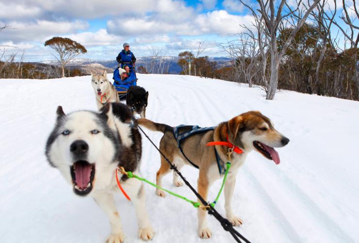 Close up of a group of huskies pulling three people through the snow and trees on a sled during Howling Huskys ride in High Country, Victoria © Visit Victoria