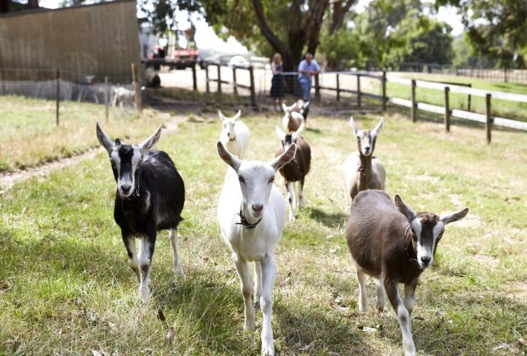 A paddock filled with small goats running toward the camera at Main Ridge Dairy, Mornington Peninsula, Victoria © Peter Tarasiuk