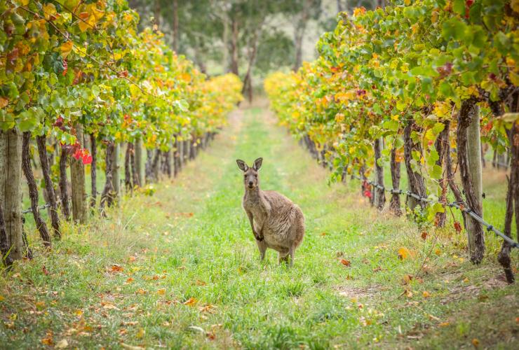 Kangaroo standing between the vines on an Escapegoat Adventures Bike Wine Tour, Adelaide, South Australia © Tourism Australia