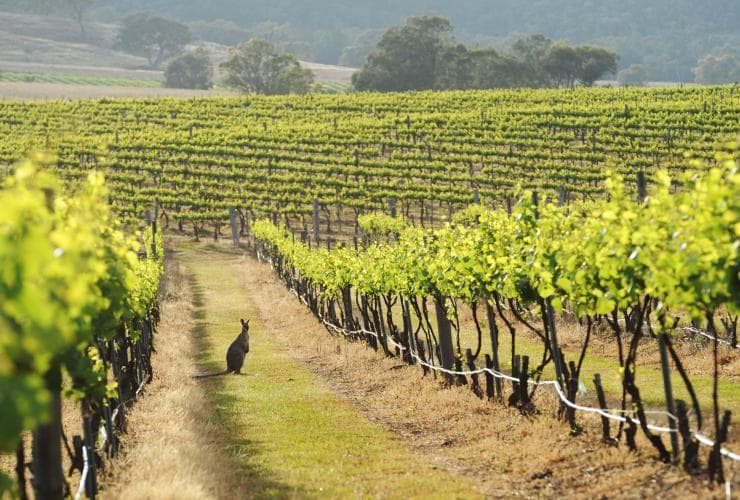 Kangaroo standing between rows of vines at a winery in Mudgee, New South Wales © Amber Hooper