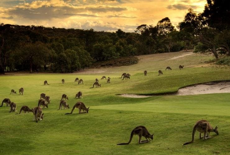 A large group of kangaroos grazing on the grass during sunset at Anglesea Golf Club, Anglesea, Victoria © Anglesea Golf Club