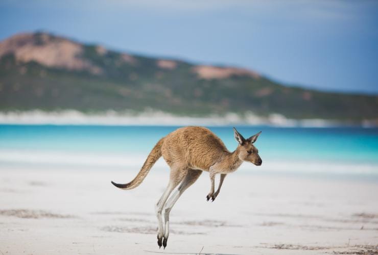 Close-up of a kangaroo hopping along a white sand beach with blue ocean in the background at Lucky Bay, Esperance, Western Australia © Australia’s Golden Outback