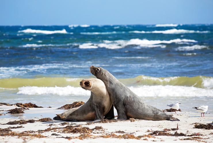 Two seals playing on a beach with seagulls standing beside them at Seal Bay Conservation Park, Kangaroo Island, South Australia © Exceptional Kangaroo Island