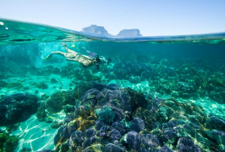 Two people snorkelling among a rainbow of coral at Lord Howe Island, New South Wales © Trevor King/Destination NSW