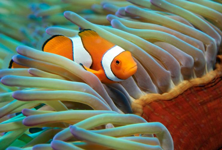A clownfish peeking out of an anemone on the Great Barrier Reef, Queensland © Tourism and Events Queensland