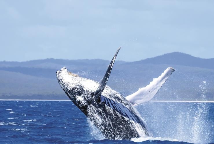 A humpback whale leaping out of the water during a whale watching tour in Hervey Bay, Queensland © JZphotography