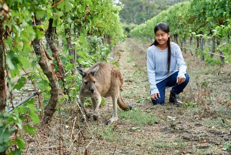 Young girl smiling as she looks at a kangaroo grazing between rows of grape vines at Jesters Flat, Margaret River, Western Australia © Frances Andrijich 