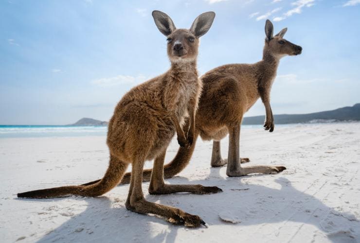 Two kangaroos standing together in the sun on white sand at Lucky Bay, Esperance, Western Australia © Australia’s Golden Outback