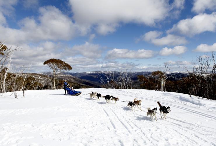 A group of huskies pulling a sled of people through the snow on a Howling Huskys ride in Dinner Plain, Hotham, Victoria © Visit Victoria