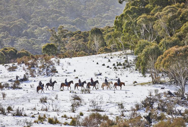 A group of people riding horses in a line across a snow-covered field surrounded by trees with Thredbo Valley Horse Riding, Snowy Mountains, New South Wales © Tourism Australia