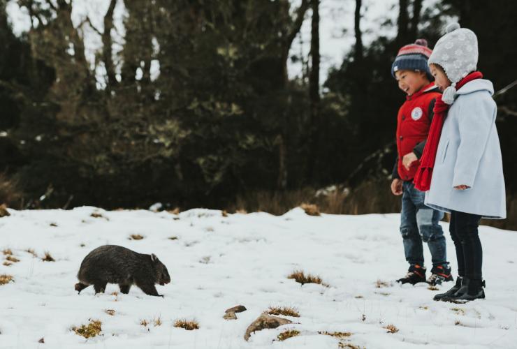 Two children standing in the snow as a tasmanian devil walks toward them at Devils @ Cradle, Cradle Mountain National Park, Tasmania © Laura Helle