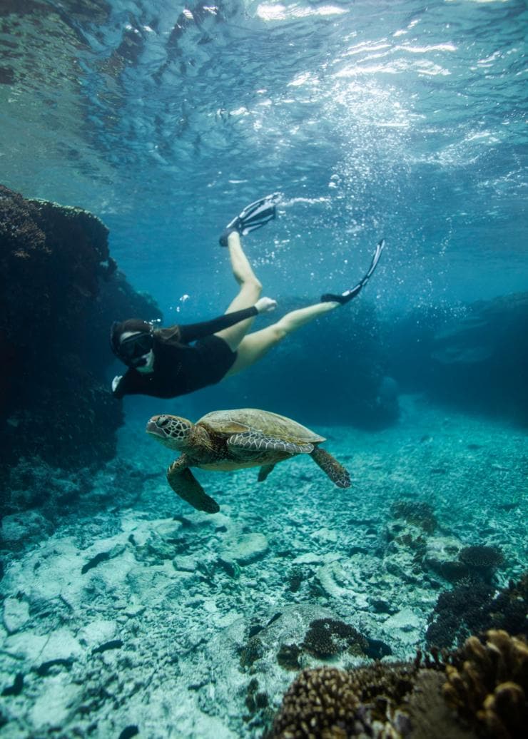 A person snorkelling underwater with a turtle in front of them on Lady Elliot Island, Great Barrier Reef, Queensland © Tourism and Events Queensland