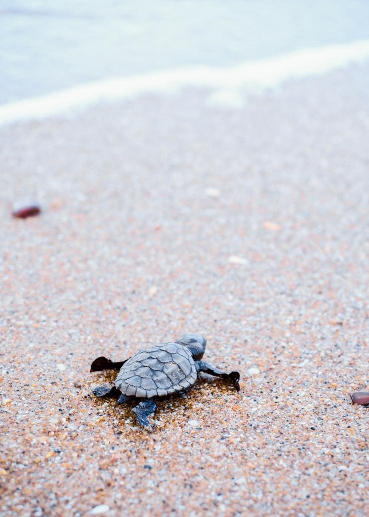 Baby turtle on the beach at Mon Repos Turtle Centre, Bundaberg, Queensland © Tourism and Events Queensland