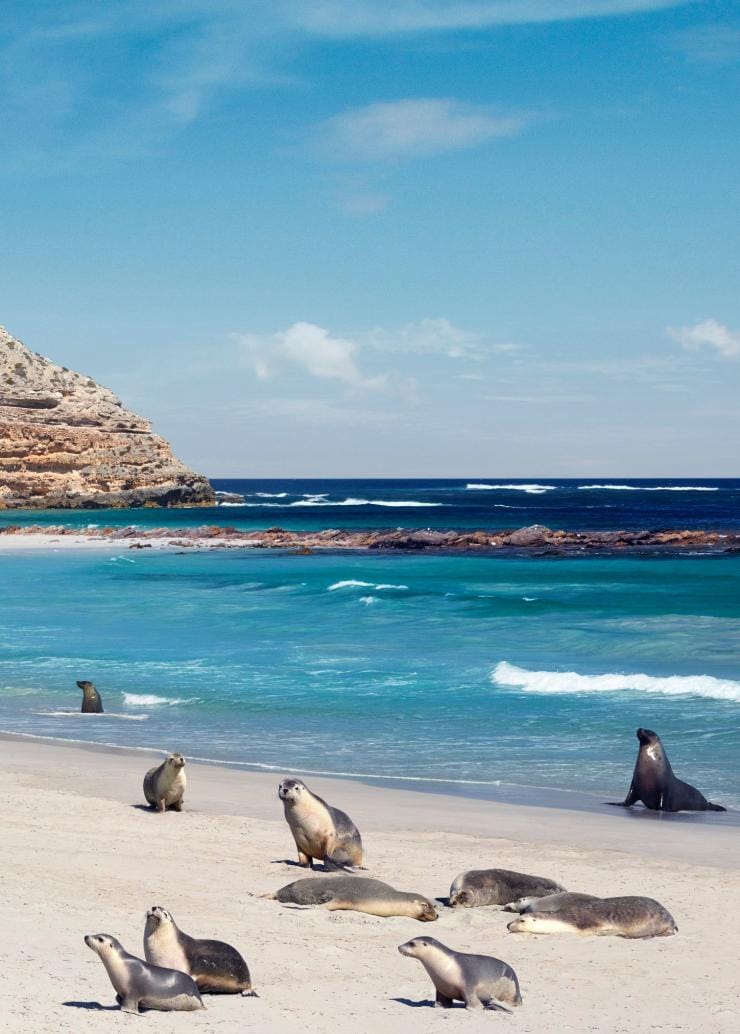 Seals laying around on the beach at Seal Bay Conservation Park, Kangaroo Island, South Australia © South Australian Tourism Commission