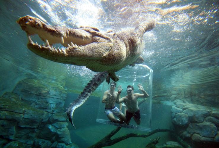 Two men swimming inside a clear tube within a crocodile enclosure with a saltwater crocodile swimming with its teeth in the forefront at Crocosaurus Cove, Darwin, Northern Territory © Tourism NT/Shaana McNaught