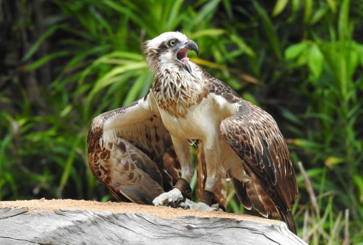 An eagle sitting on a branch with its mouth open at Territory Wildlife Park, Berry Springs, Northern Territory © Territory Wildlife Park