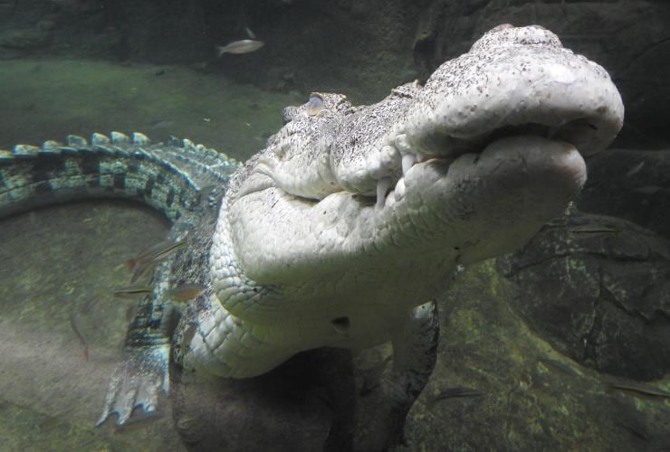 Close up of a crocodile lifting its head at Territory Wildlife Park, Berry Springs, Northern Territory © Territory Wildlife Park
