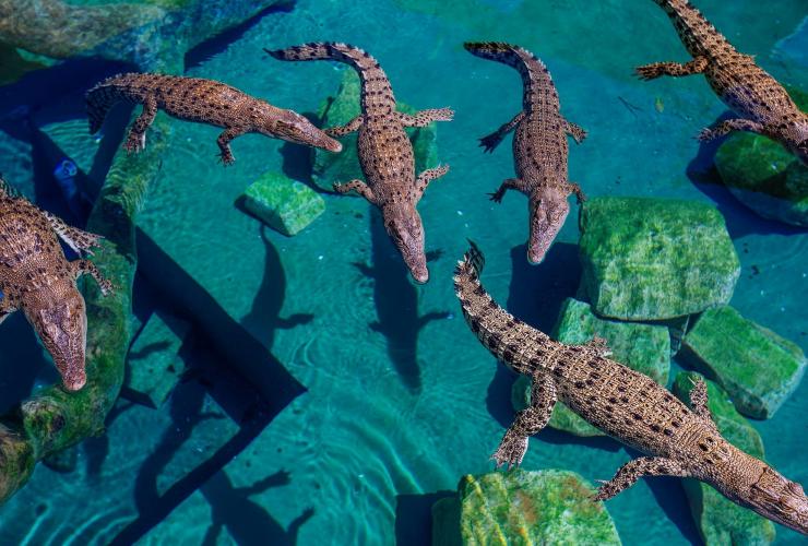 Aerial view of a group of crocodiles swimming in an enclosure at Crocosaurus Cove, Darwin, Northern Territory © Ellenor Argyropoulos
