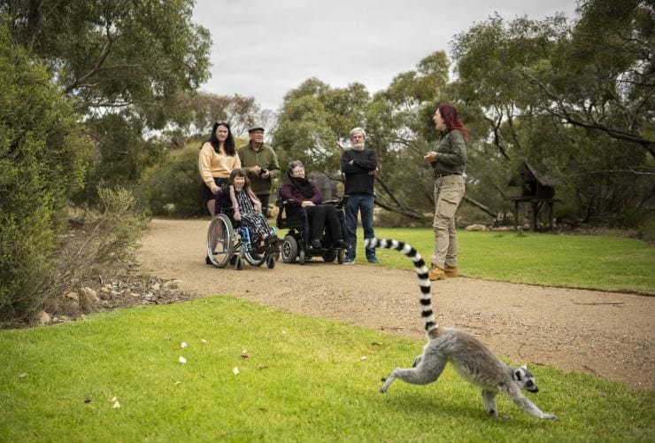 Two people in wheelchairs among a group wandering along a path with a guide at Monarto Safari Park as a lemur darts across the grass in Monarto, South Australia © Tourism Australia