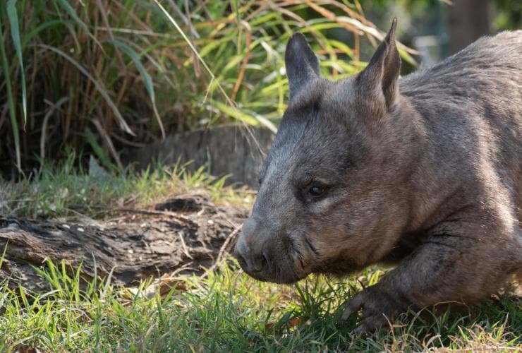 A wombat walking in the grass at Lone Pine Koala Sanctuary, Brisbane, Queensland © Tourism and Events Queensland