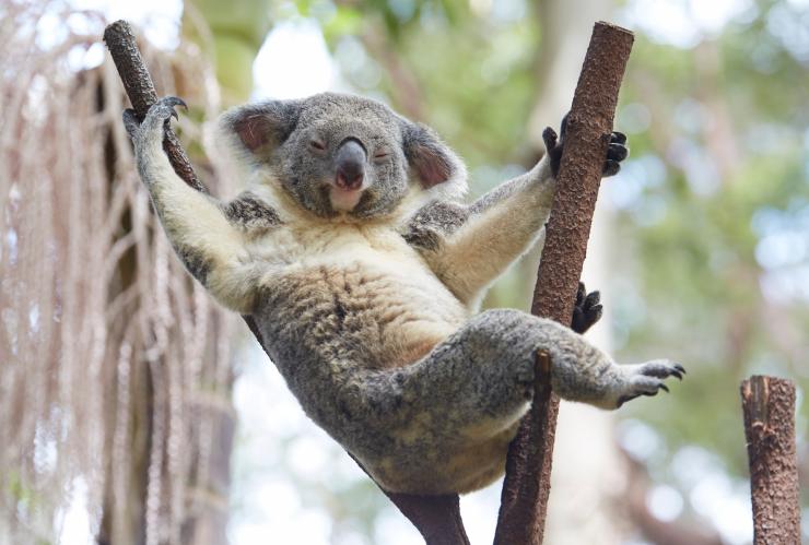 A koala lounging on a tree with its arms outstretched at Currumbin Wildlife Sanctuary, Gold Coast, Queensland © Tourism Australia