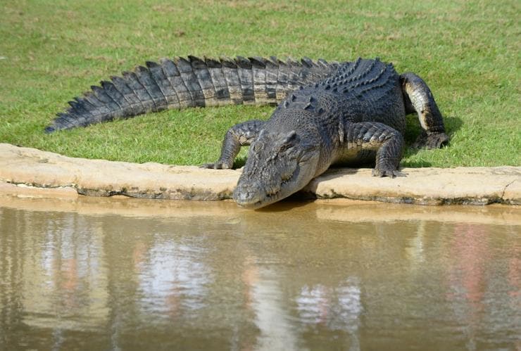 A large saltwater crocodile laying on grass at the edge of a pool in an enclosure at Australia Zoo, Beerwah, Queensland © Ben Beaden/Australia Zoo