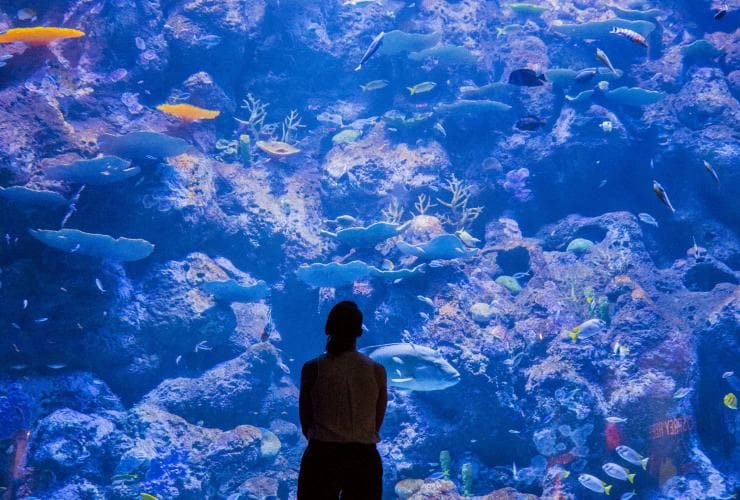 A person standing in front of a tank filled with fish and coral at Cairns Aquarium, Cairns, Queensland © Cairns Aquarium