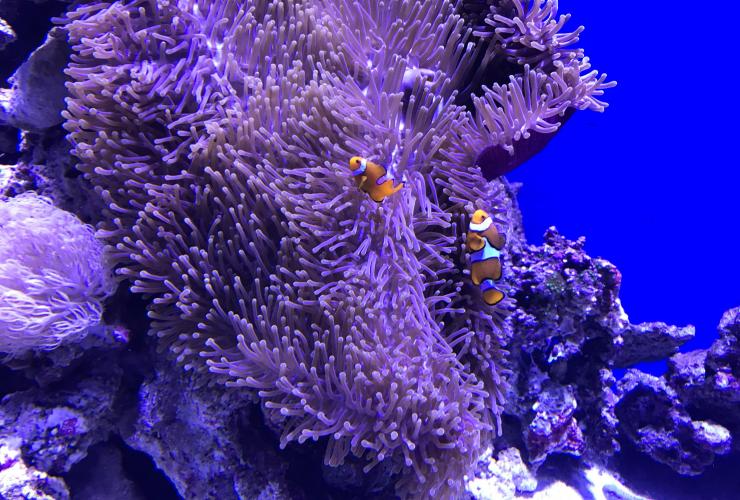 Clownfish swimming in an anemone at Cairns Aquarium, Cairns, Queensland © Cairns Aquarium