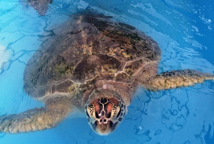Close up of a sea turtle swimming in a blue enclosure at Fitzroy Island Turtle Rehabilitation Centre in Queensland © Tourism Tropical North Queensland