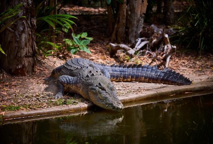 A crocodile lounging beside the water at Hartley's Crocodile Adventures, Cairns, Queensland © Tourism and Events Queensland