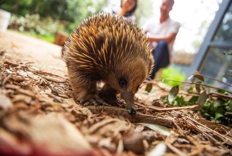 Close-up of an echidna wandering along the ground Healesville Sanctuary, Healesville, Victoria © Visit Victoria
