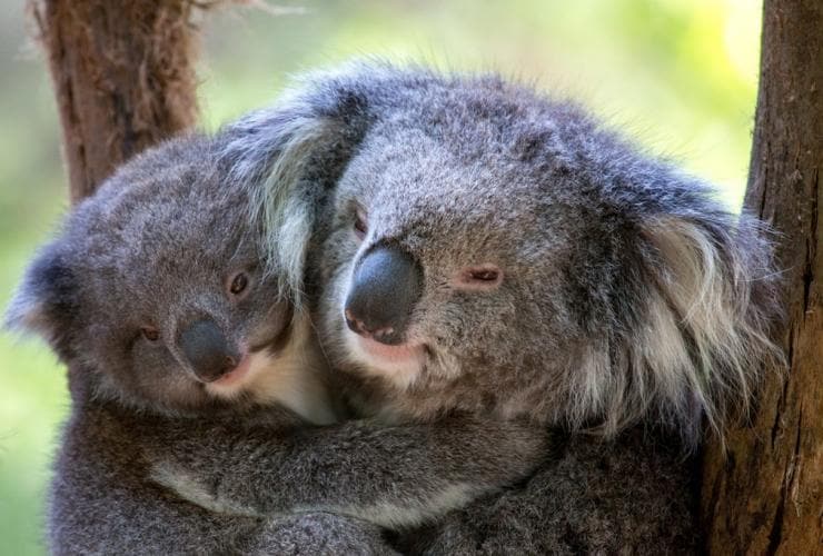 Two koalas cuddling in a tree at Healesville Sanctuary, Healesville, Victoria © Healesville Sanctuary
