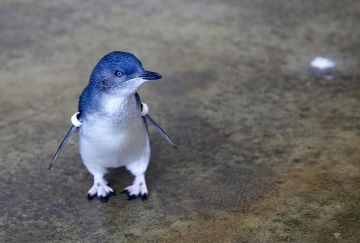 A little penguin standing at Melbourne Zoo, Victoria © Melbourne Zoo