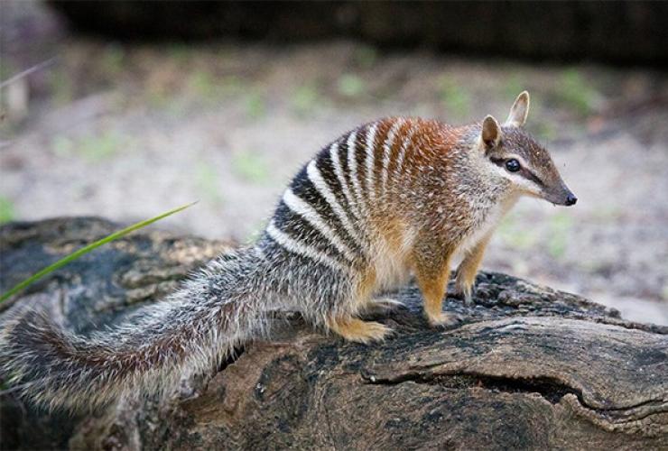 A striped marsupial with a long, bushy tail known as a numbat sitting on a tree branch at Perth Zoo, Perth, Western Australia © Perth Zoo