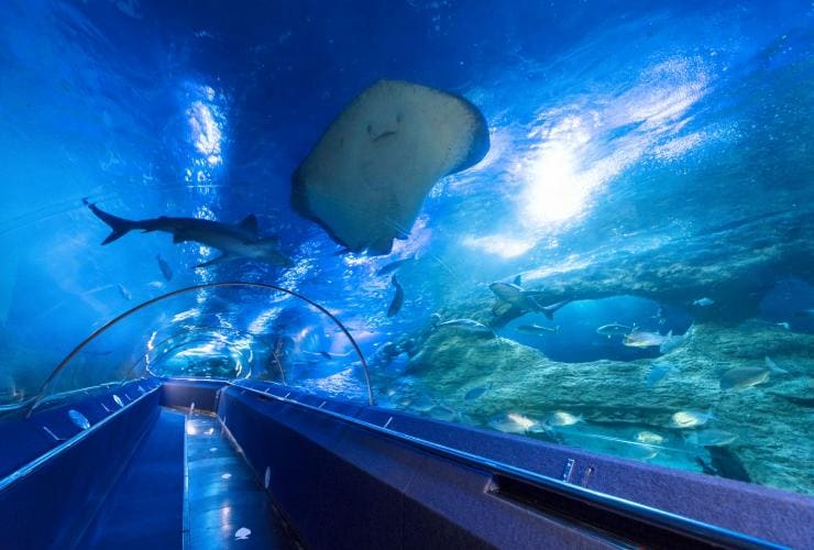 Sharks and rays swimming in a tank surrounding a tunnel walkway at The Aquarium of Western Australia, Hillarys, Western Australia © The Aquarium of Western Australia
