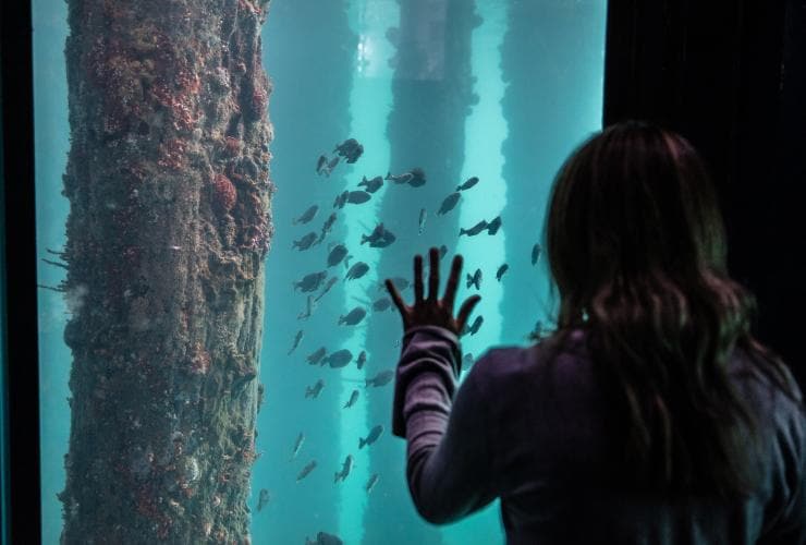 A child standing at an underwater window with their hand on the glass, looking out toward a school of fish at Busselton Jetty’s Underwater Observatory, Busselton, Western Australia © Tourism Australia