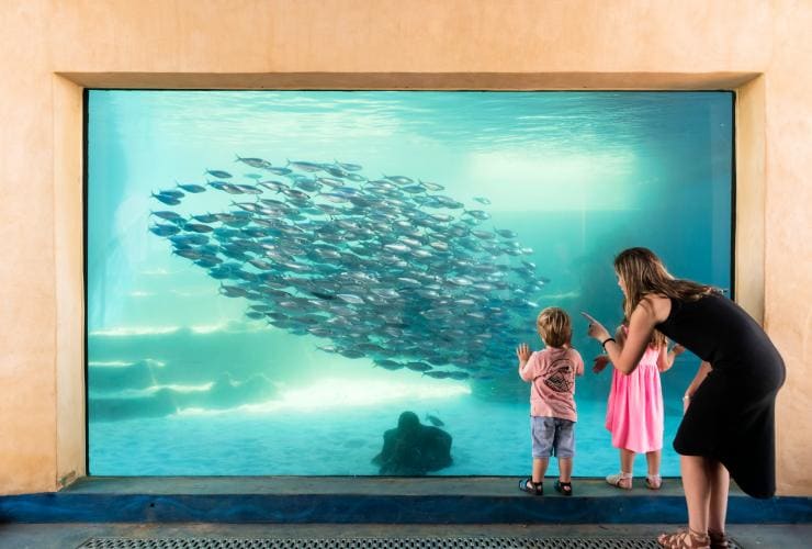 Two children and their mother looking inside a glass tank filled with a large school of fish at the Aquarium of Western Australia, Perth, Western Australia © AQWA